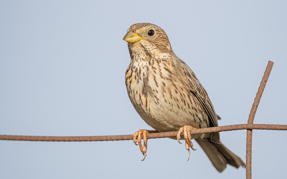 Corn Bunting - ML468473071