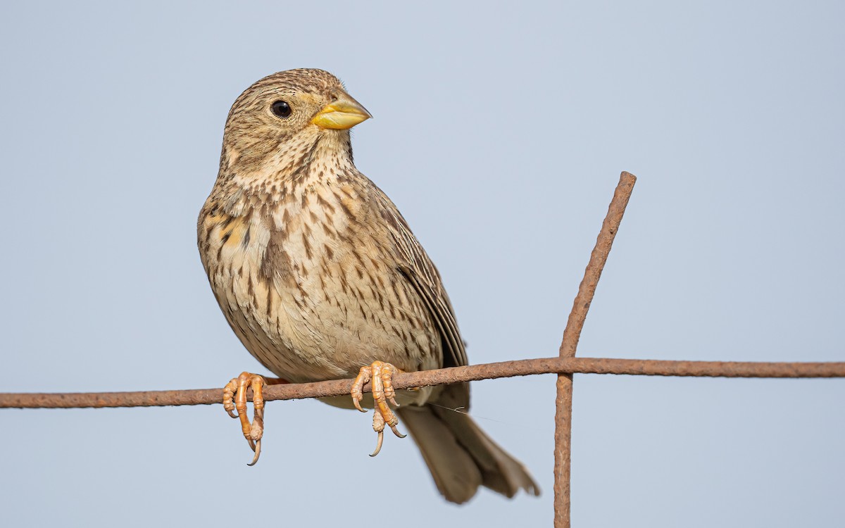 Corn Bunting - Wouter Van Gasse