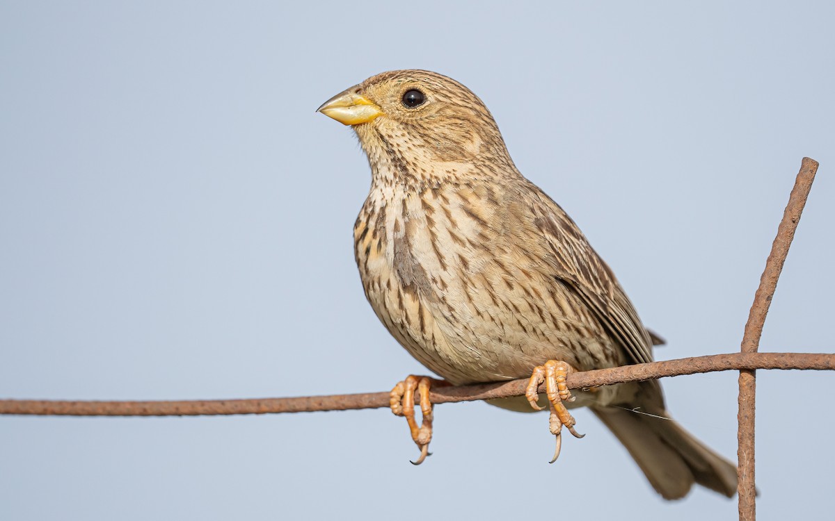 Corn Bunting - Wouter Van Gasse