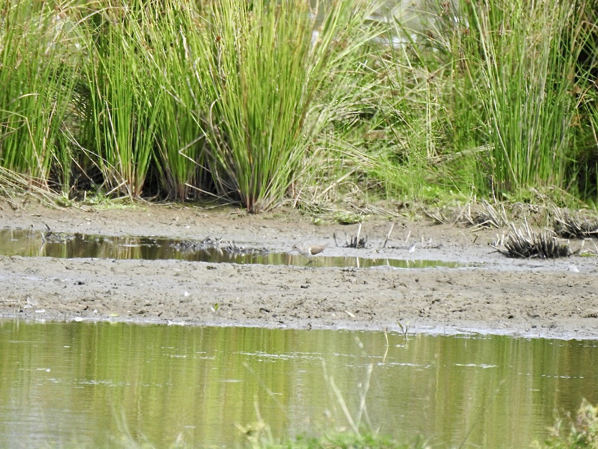 strandsnipe - ML468475631