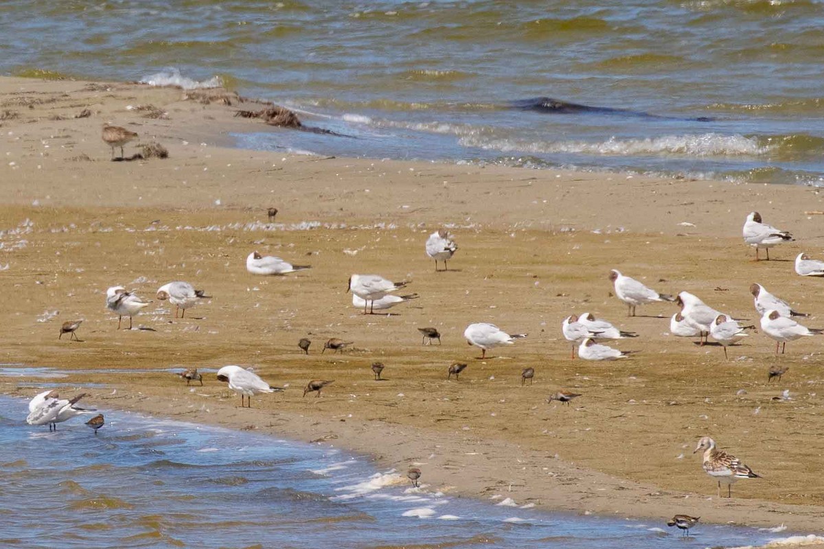 Black-headed Gull - ML468476221