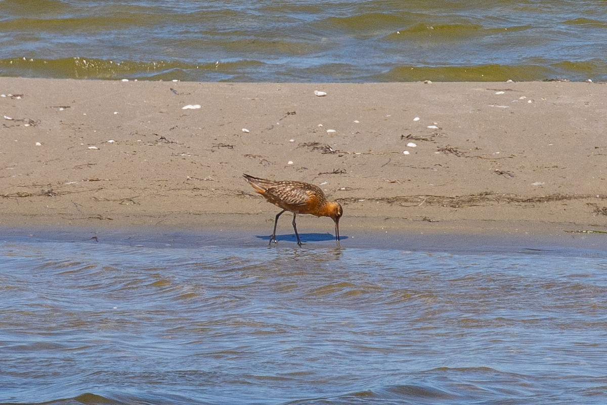 Bar-tailed Godwit - ML468476291