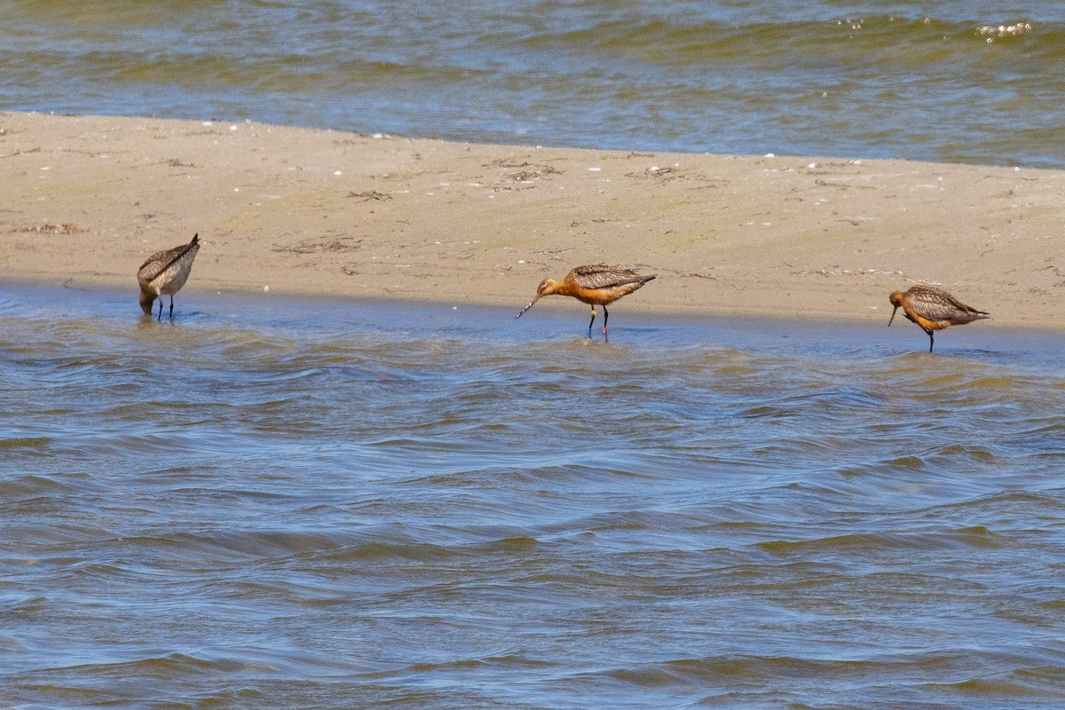 Bar-tailed Godwit - ML468476301