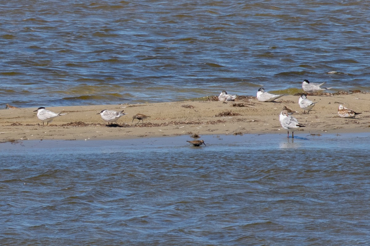 Sandwich Tern - ML468476331