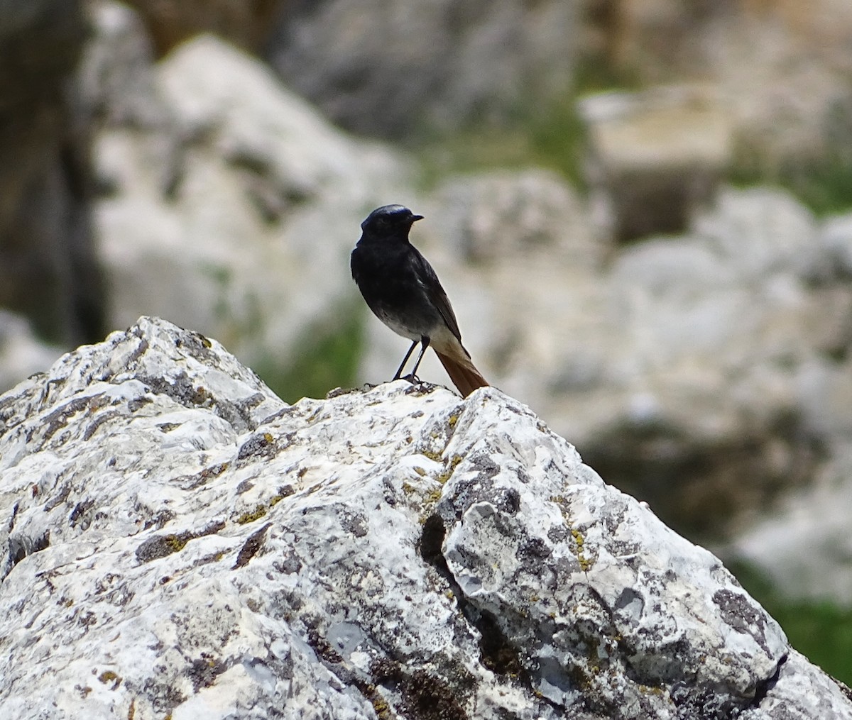 Black Redstart - Milan Janoušek