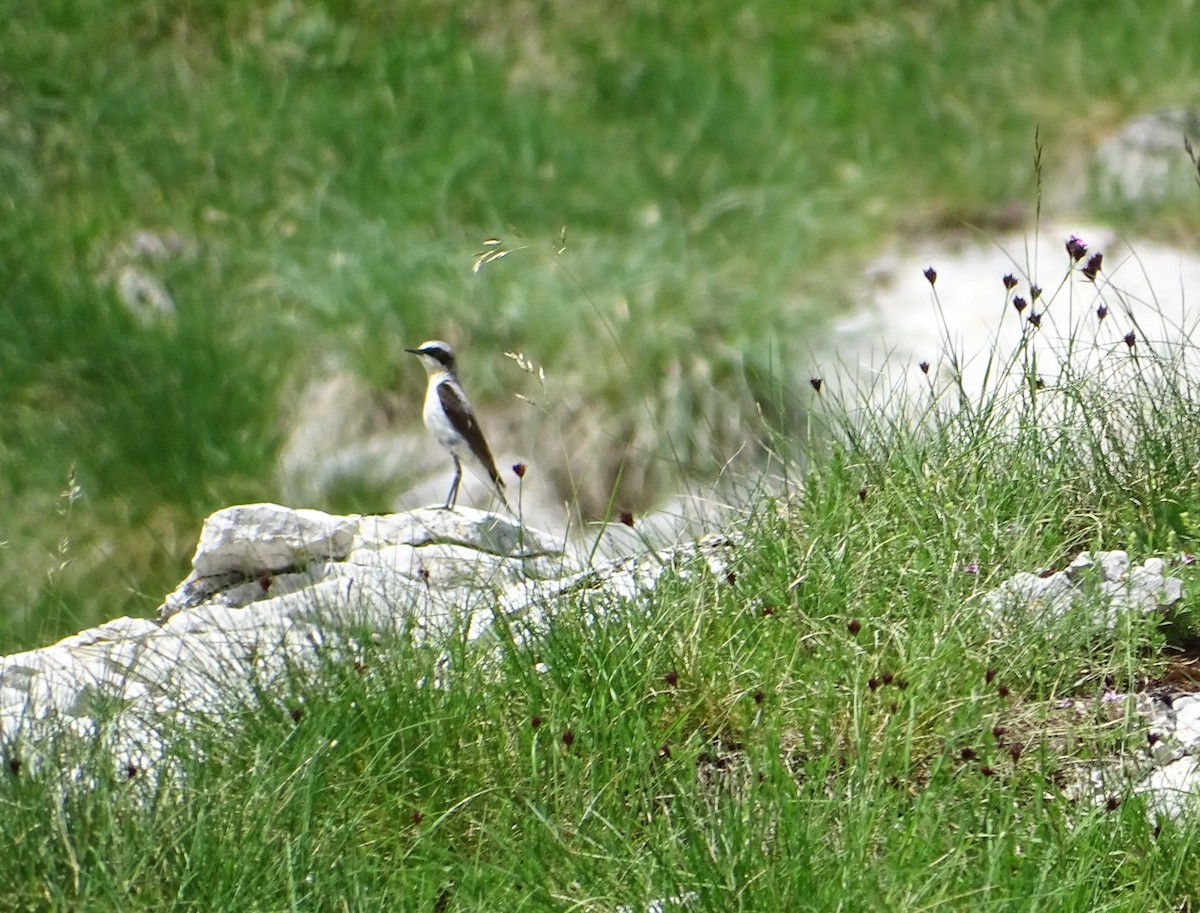 Northern Wheatear - Milan Janoušek