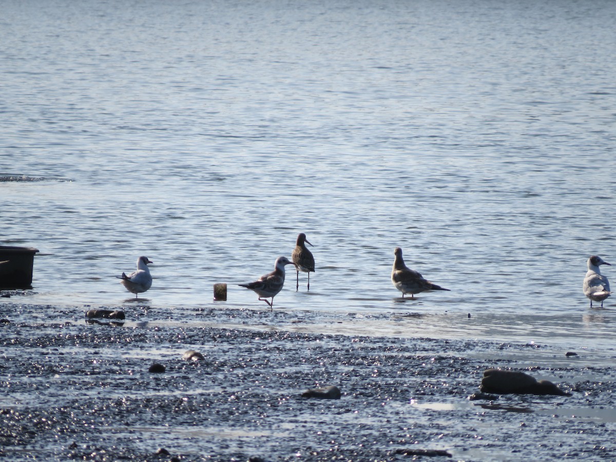 Black-tailed Godwit - ML468478461