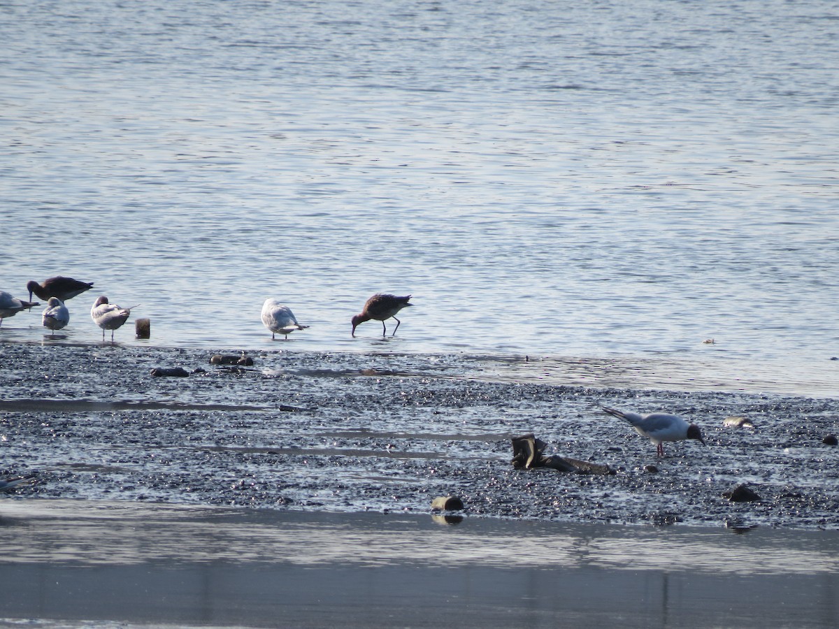 Black-tailed Godwit - ML468478471