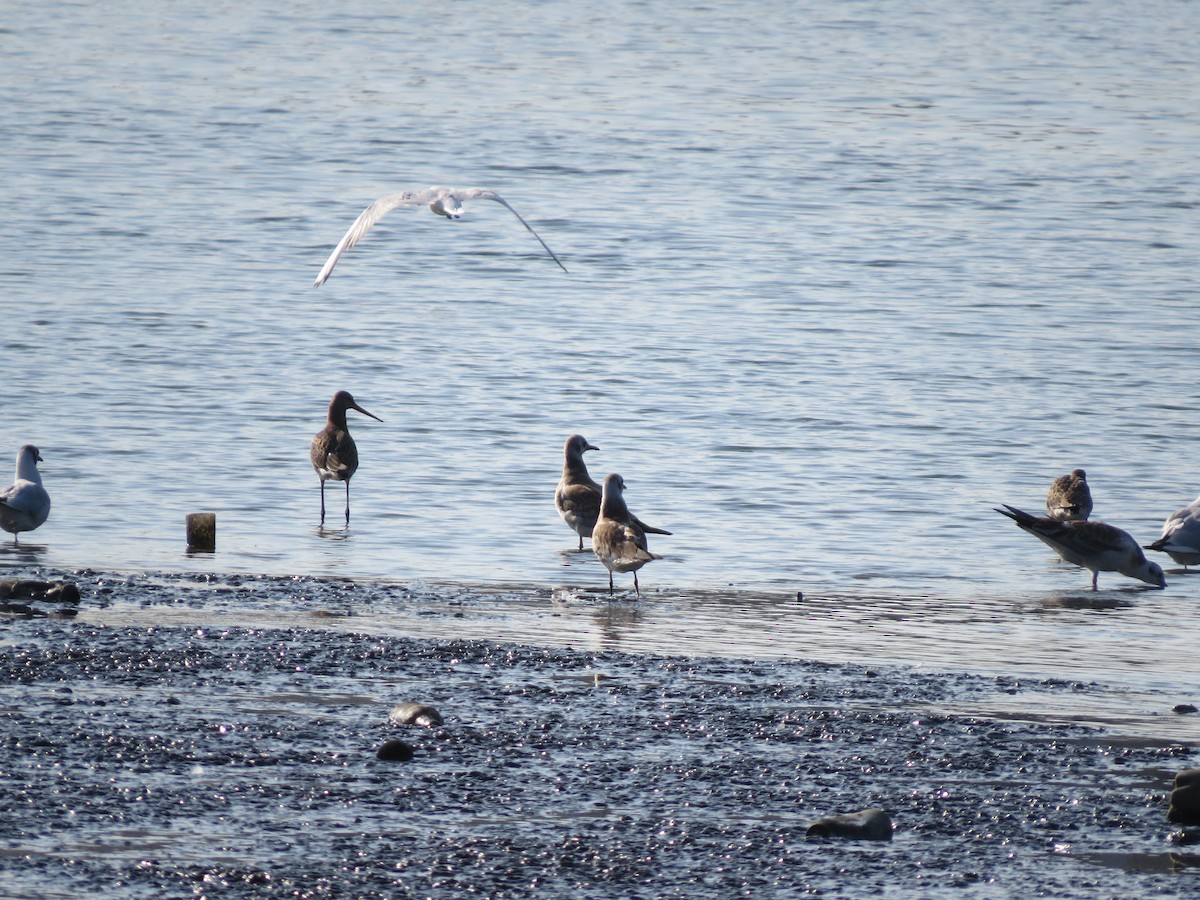 Black-tailed Godwit - ML468478481