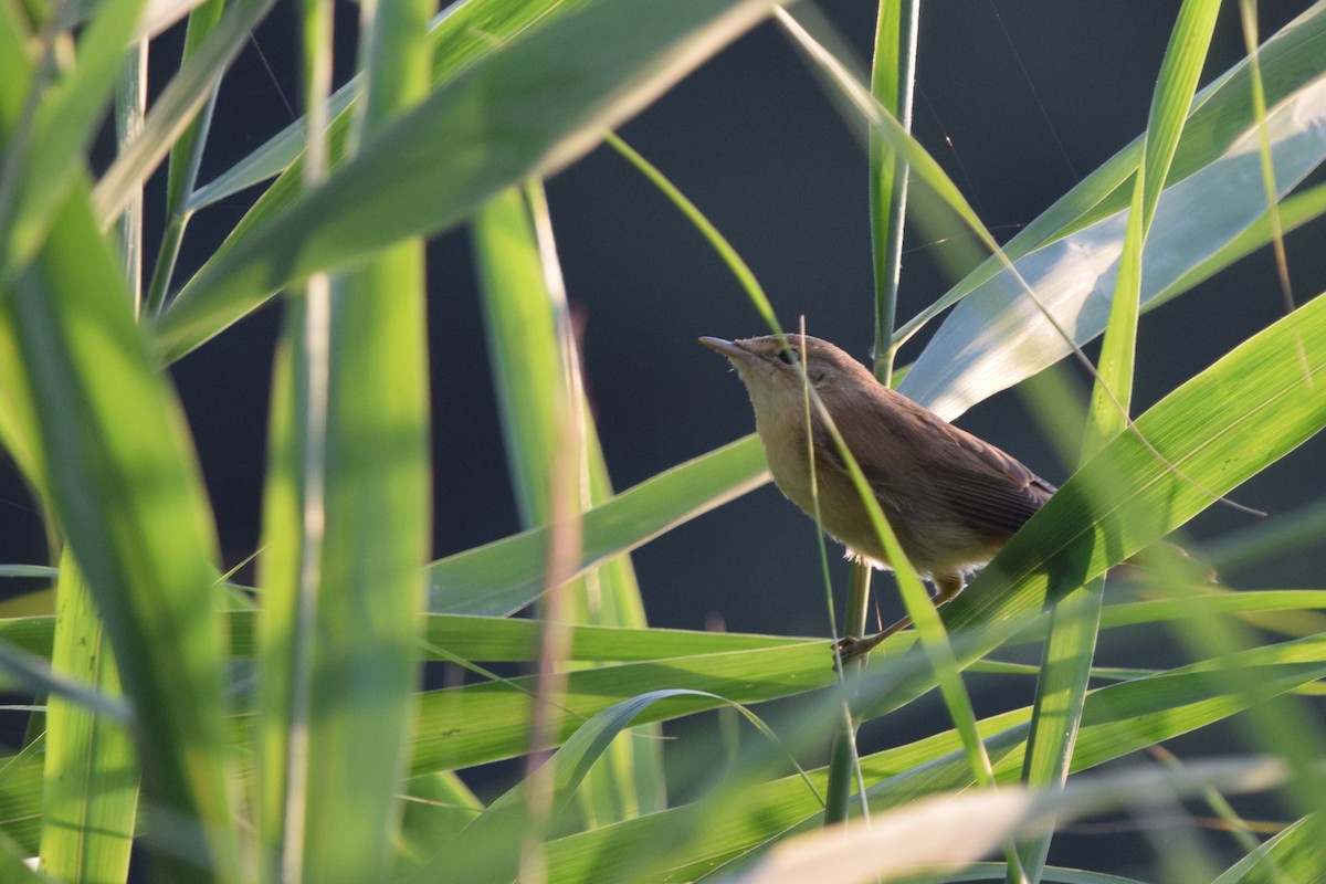 Common Reed Warbler - ML468478701