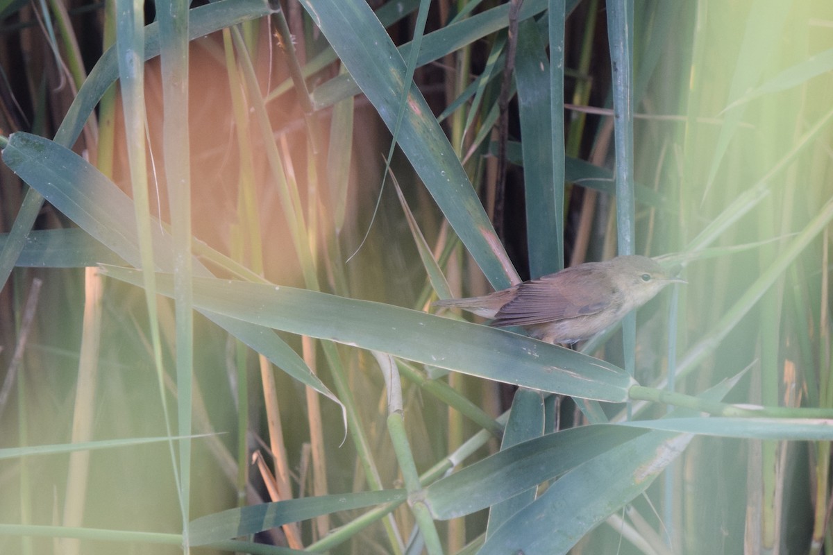Common Reed Warbler - ML468478731