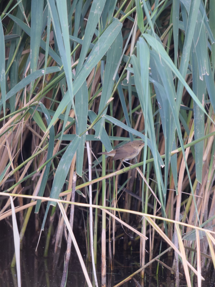 Common Reed Warbler - ML468478741