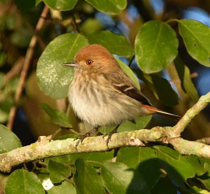 Cinereous Tyrant - ML468478951