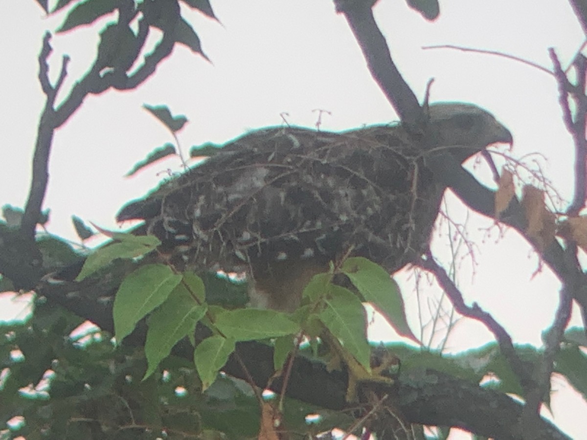 Red-shouldered Hawk - ML468479371