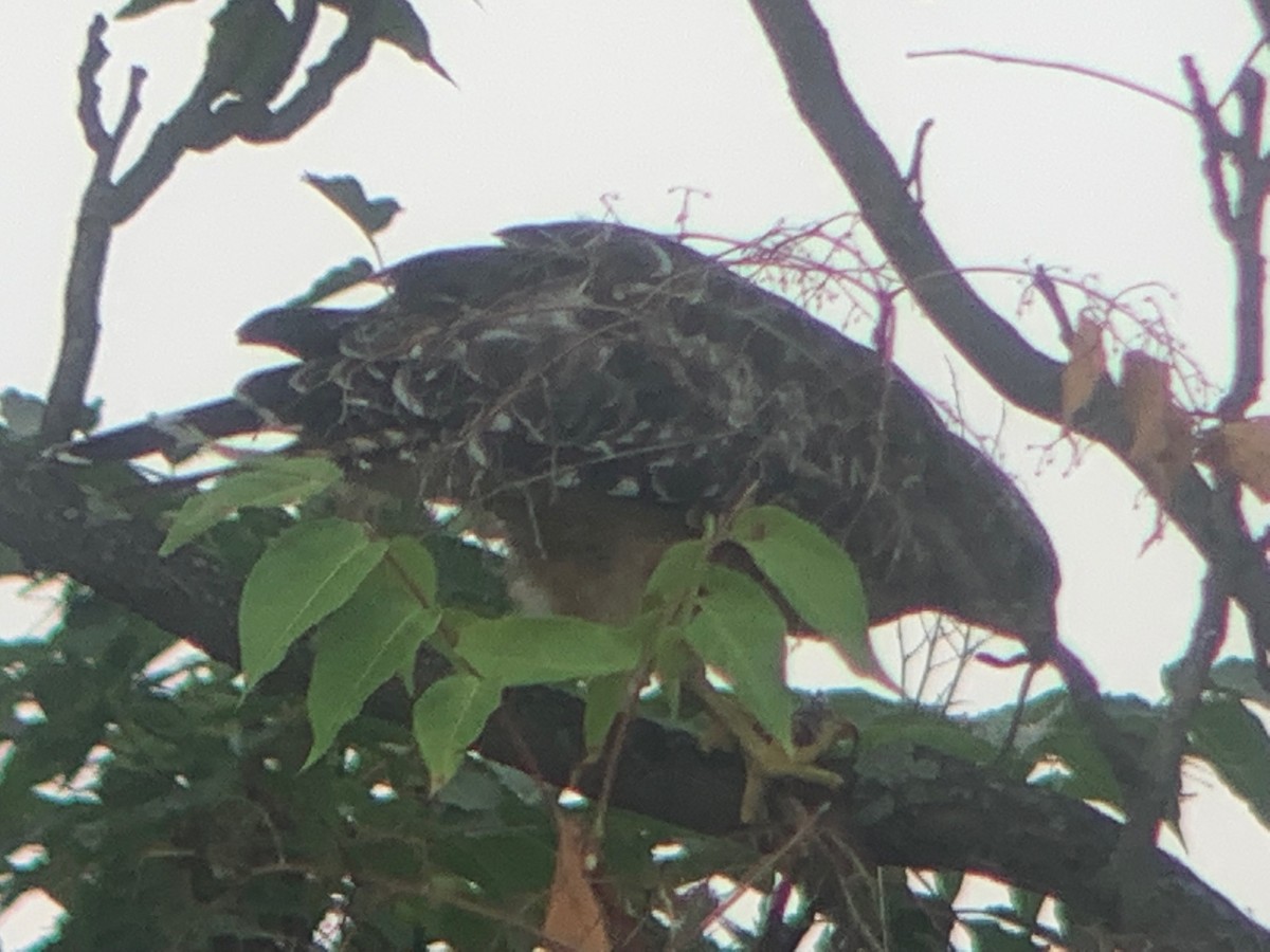 Red-shouldered Hawk - ML468479381