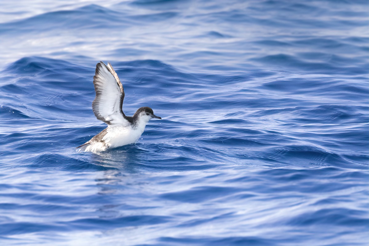 Little Shearwater (Tasman) - Kye Turnbull