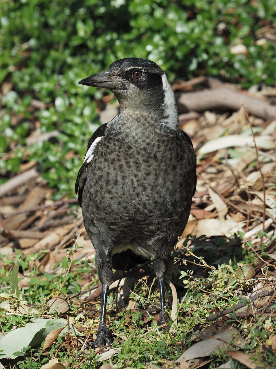 Australian Magpie - Chris Fleming