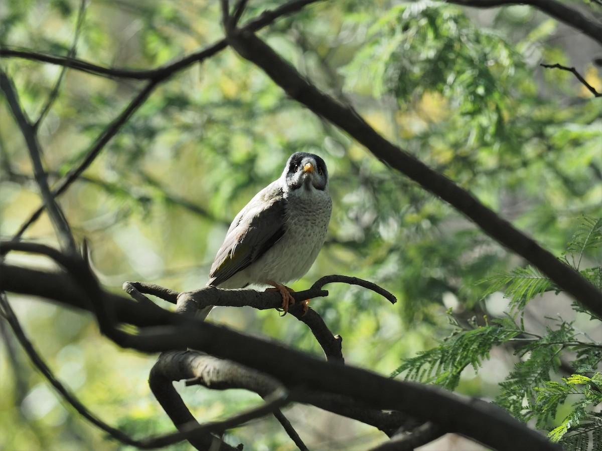 Noisy Miner - ML468481671