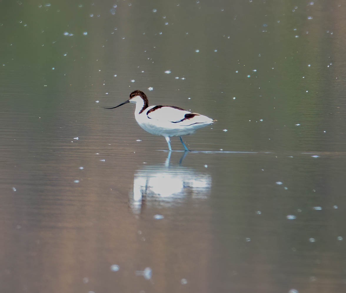 Pied Avocet - ML468482011