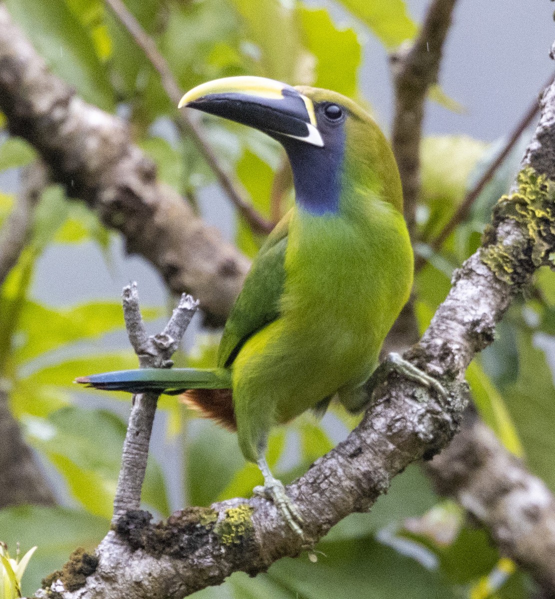 Northern Emerald-Toucanet - Marie Lister