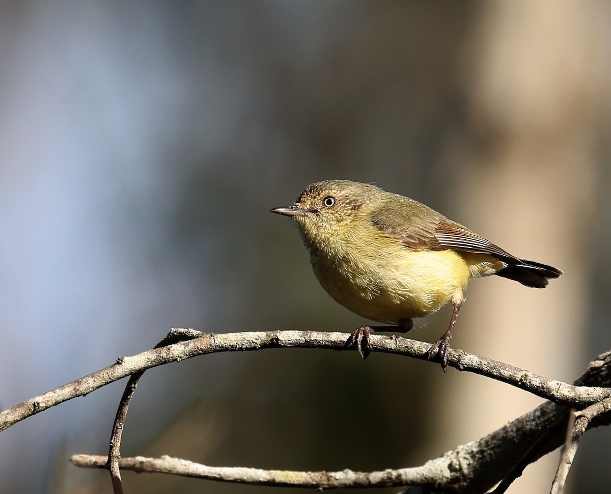 Buff-rumped Thornbill - Andy Gee