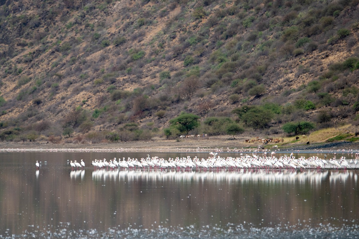 African Spoonbill - ML468483501