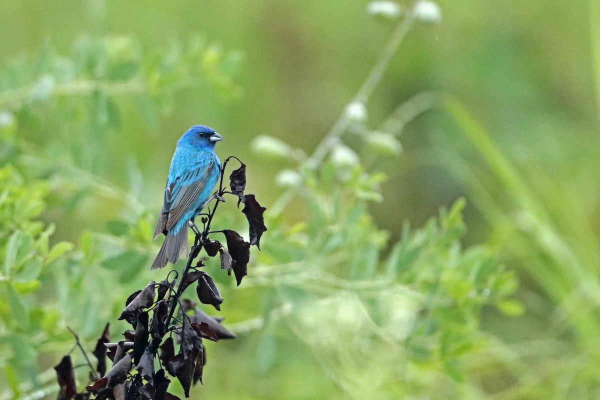 Indigo Bunting - ML468484711