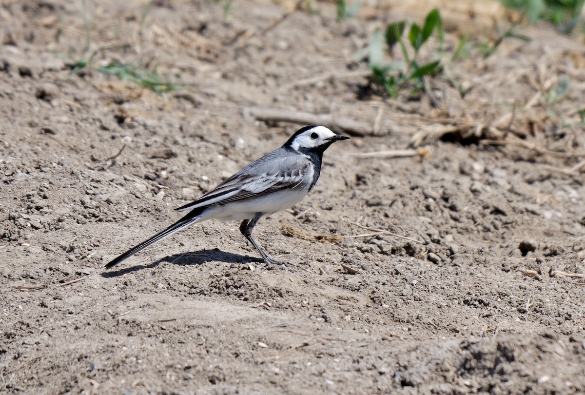 White Wagtail (White-faced) - Greg Baker