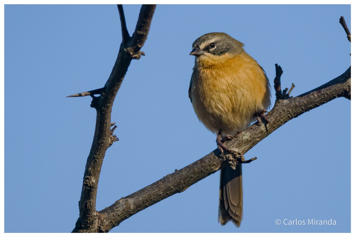 Long-tailed Reed Finch - ML468486981