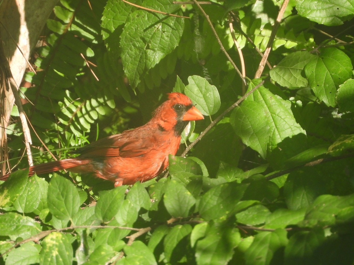 Northern Cardinal - ML468488481