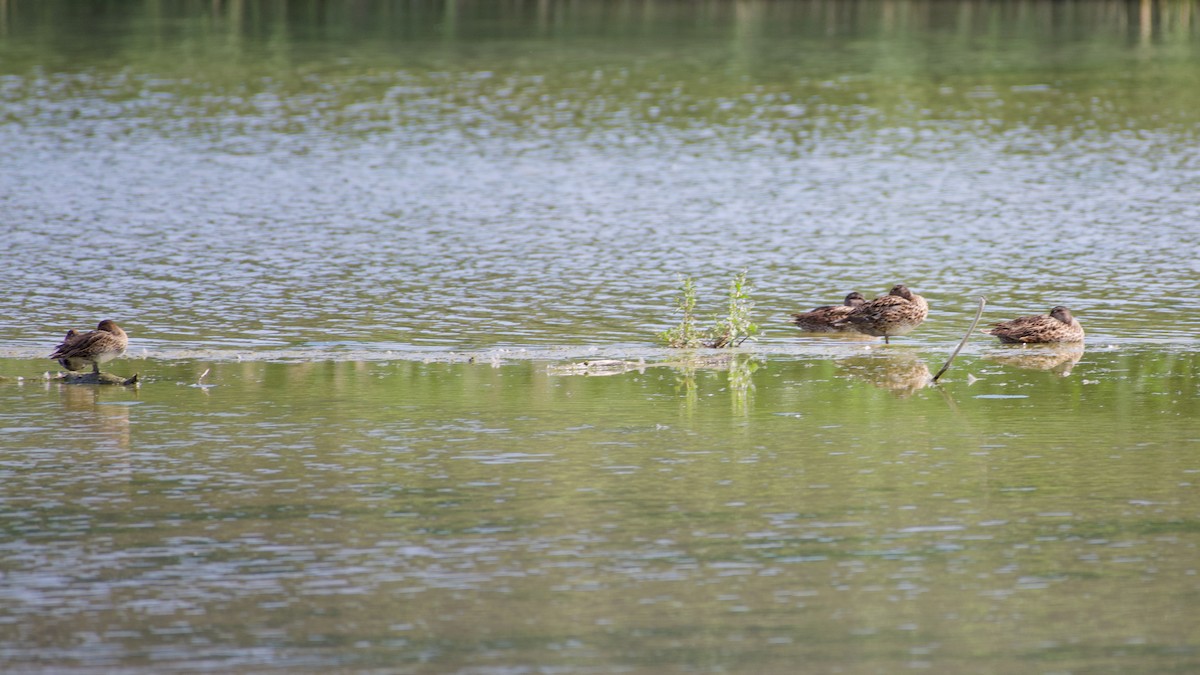 Green-winged Teal (Eurasian) - ML468488681