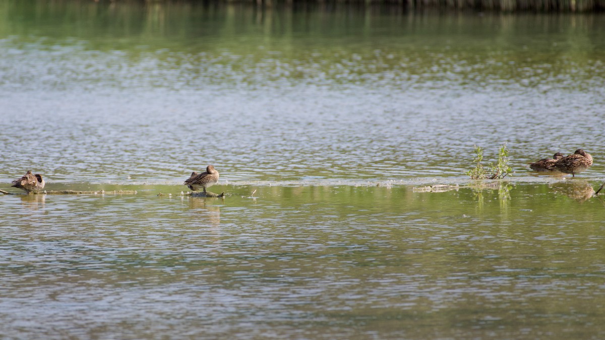 Green-winged Teal (Eurasian) - ML468488691