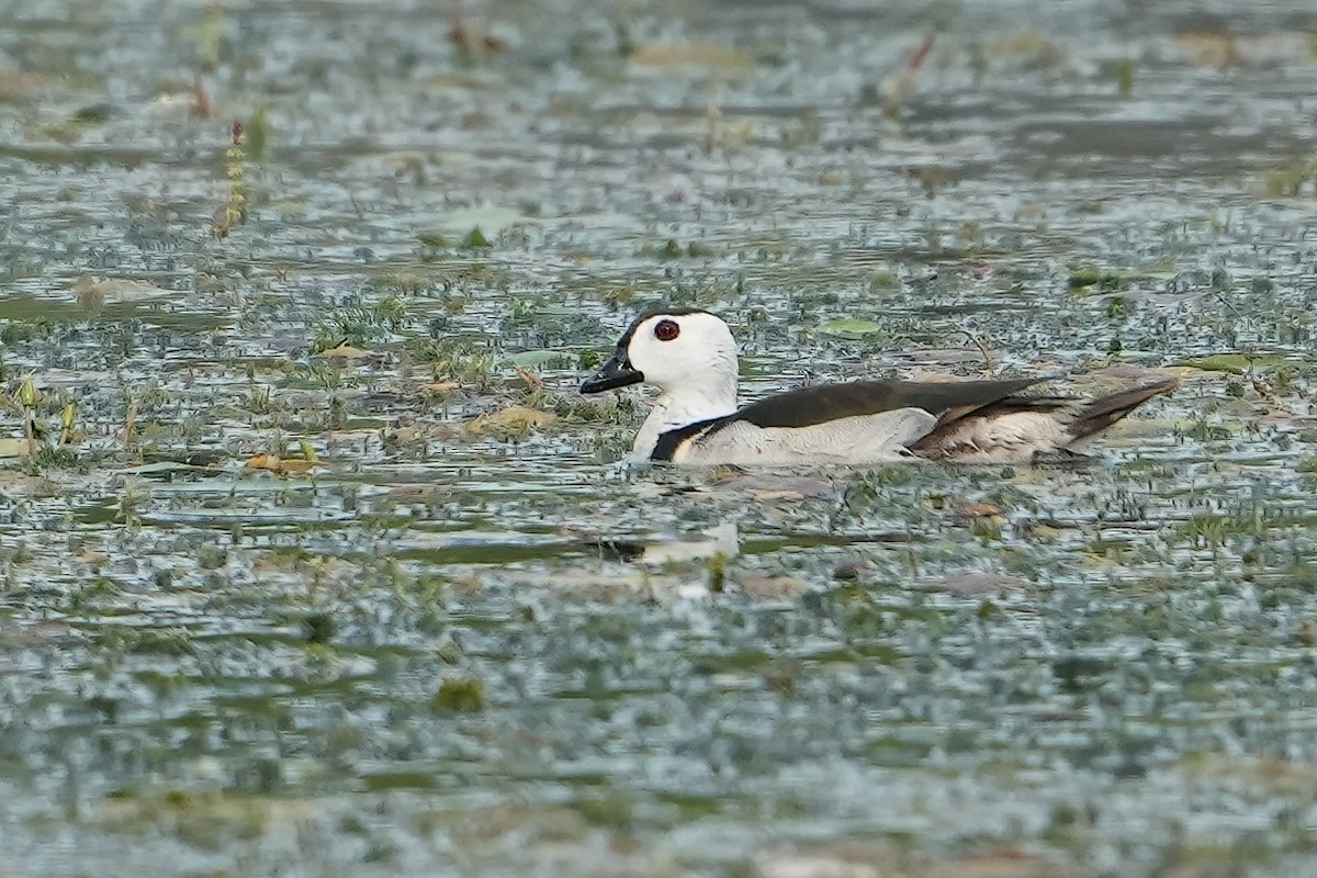 Cotton Pygmy-Goose - peng su