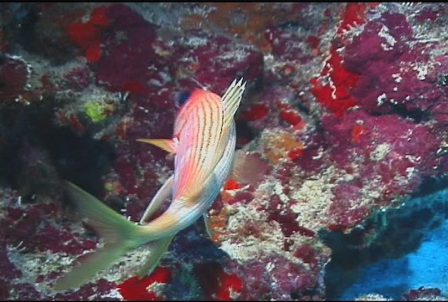 Longspine squirrelfish - ML468490