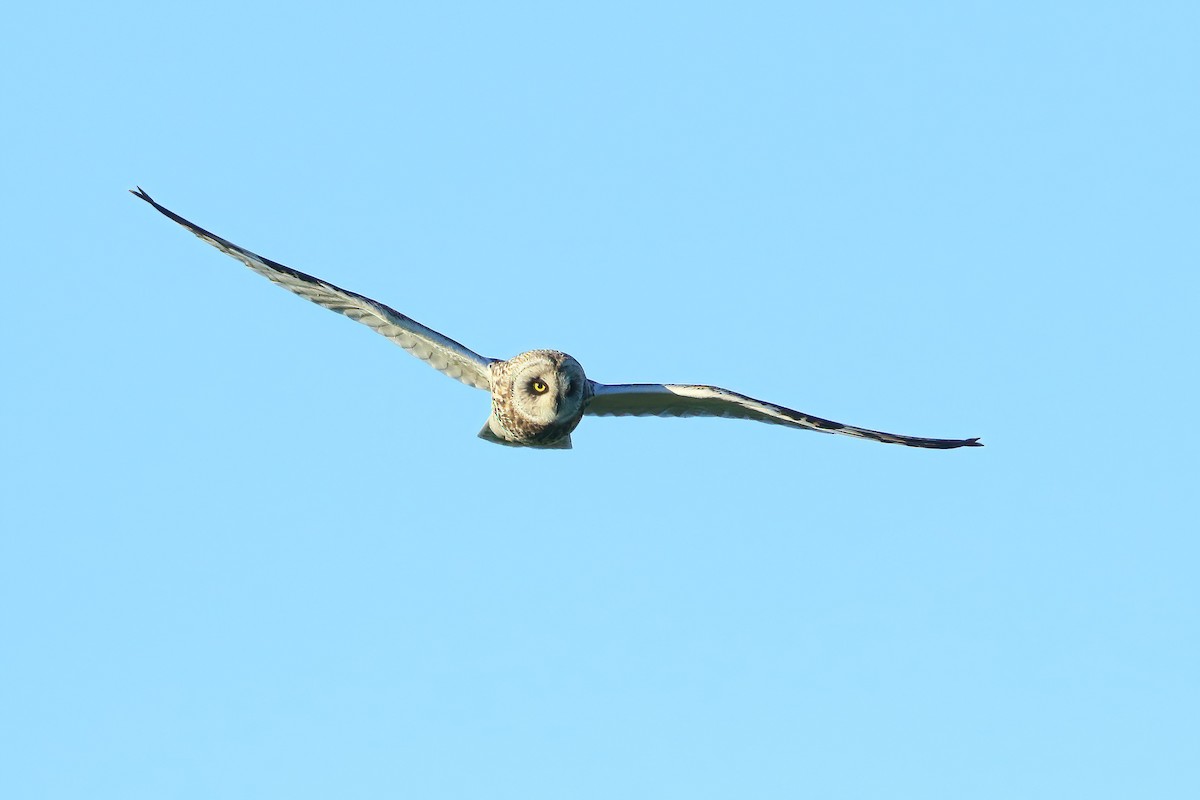 Short-eared Owl - Serge Rivard