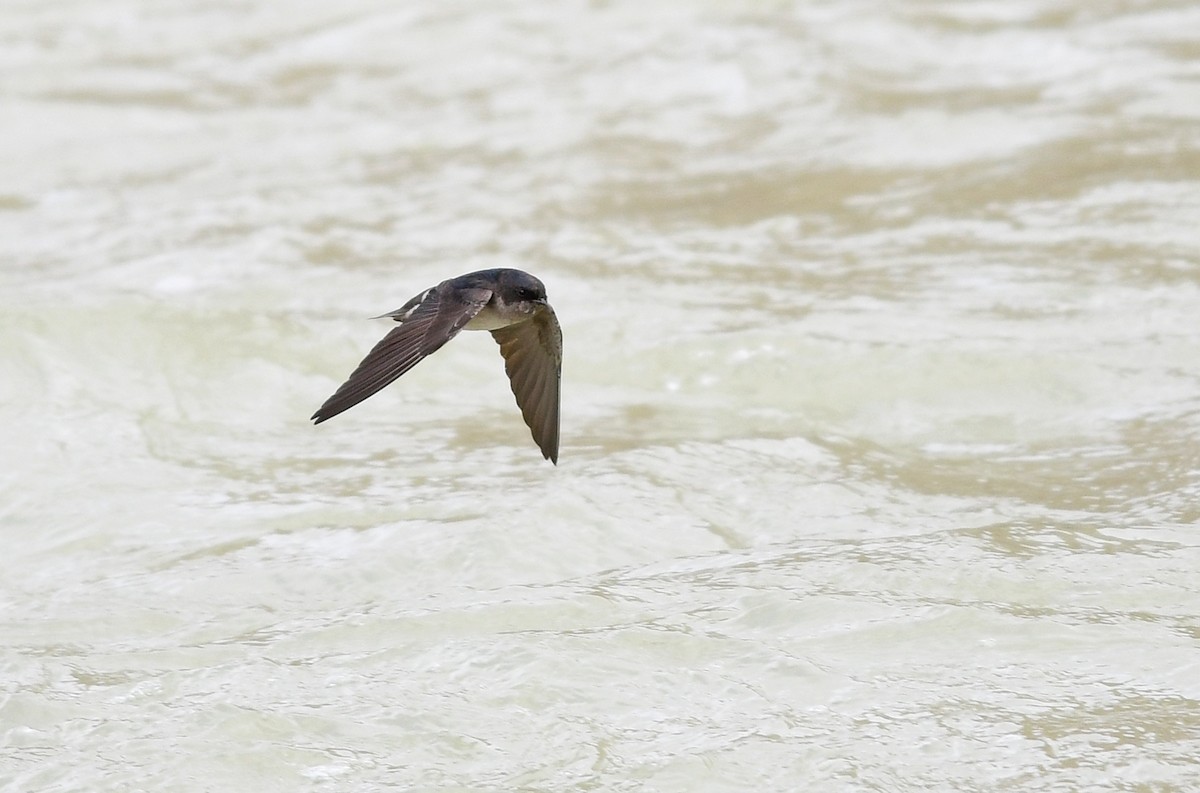 Andean Swallow - Joshua Vandermeulen