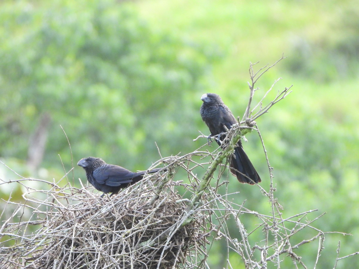 Smooth-billed Ani - Francisco Contreras @francontreras.80