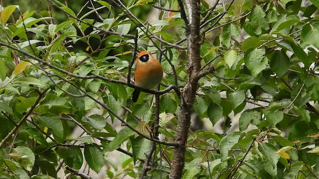 Red-headed Bullfinch - ML468493071