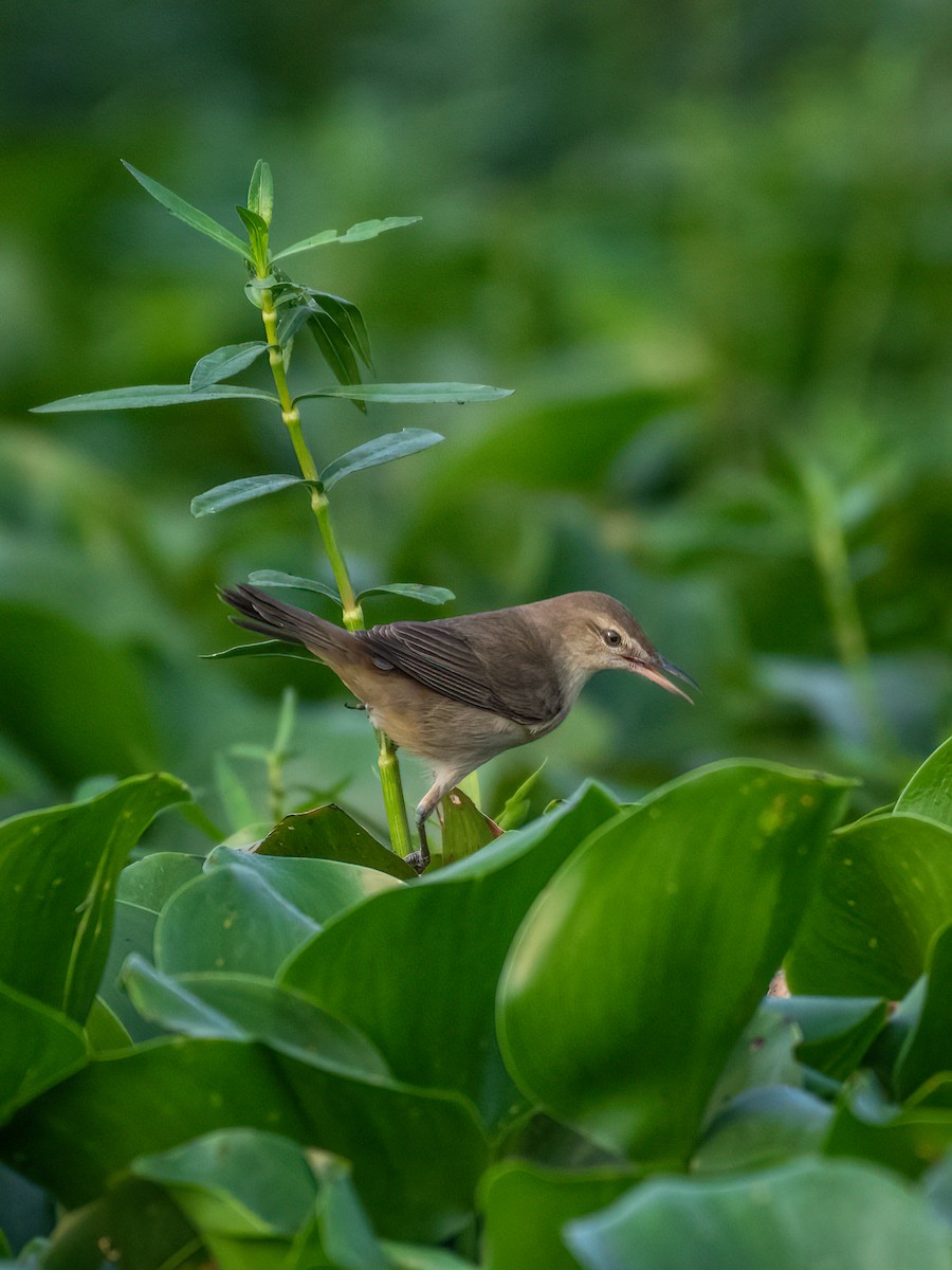 Clamorous Reed Warbler - Sharang Satish