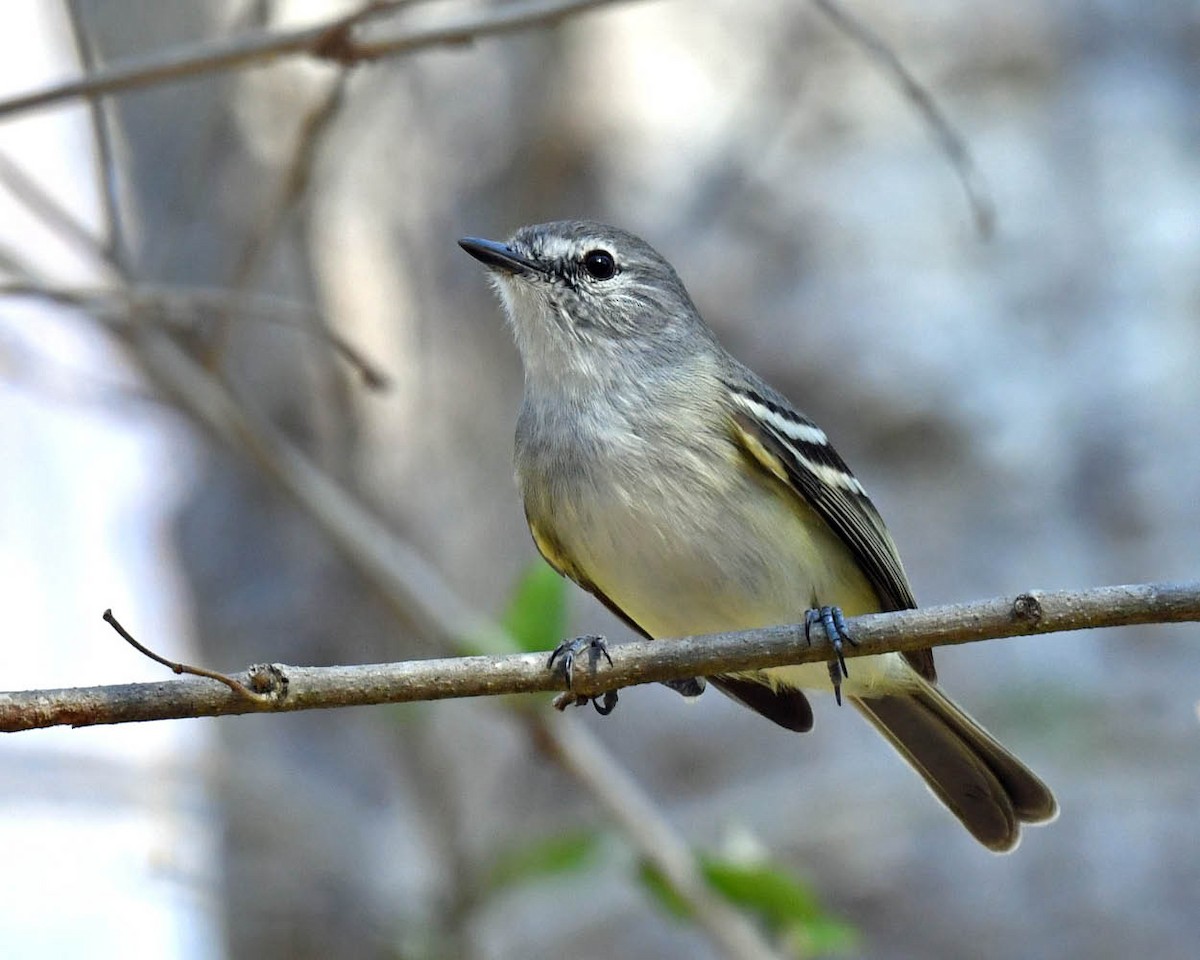 Plain Tyrannulet - ML468494571