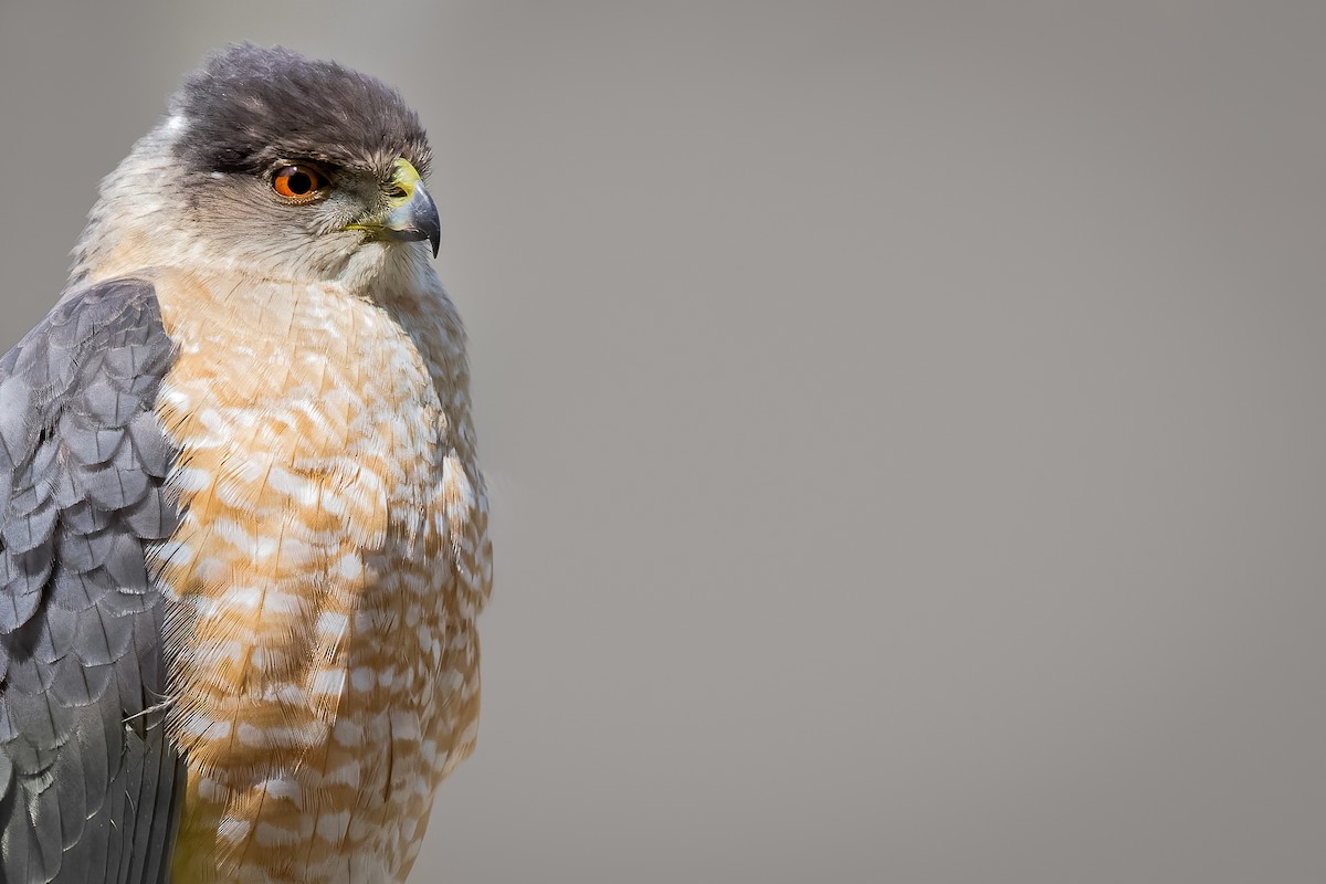 Cooper's Hawk - ML468500071