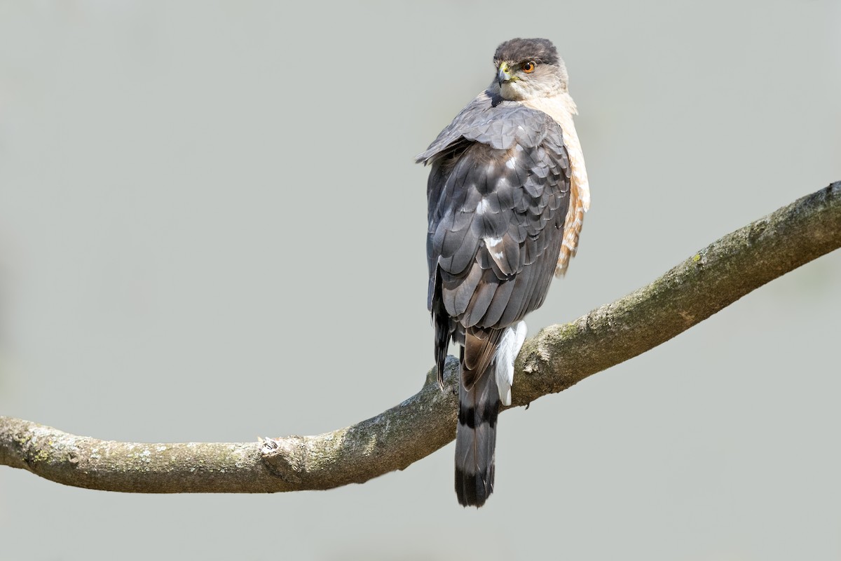 Cooper's Hawk - ML468500081