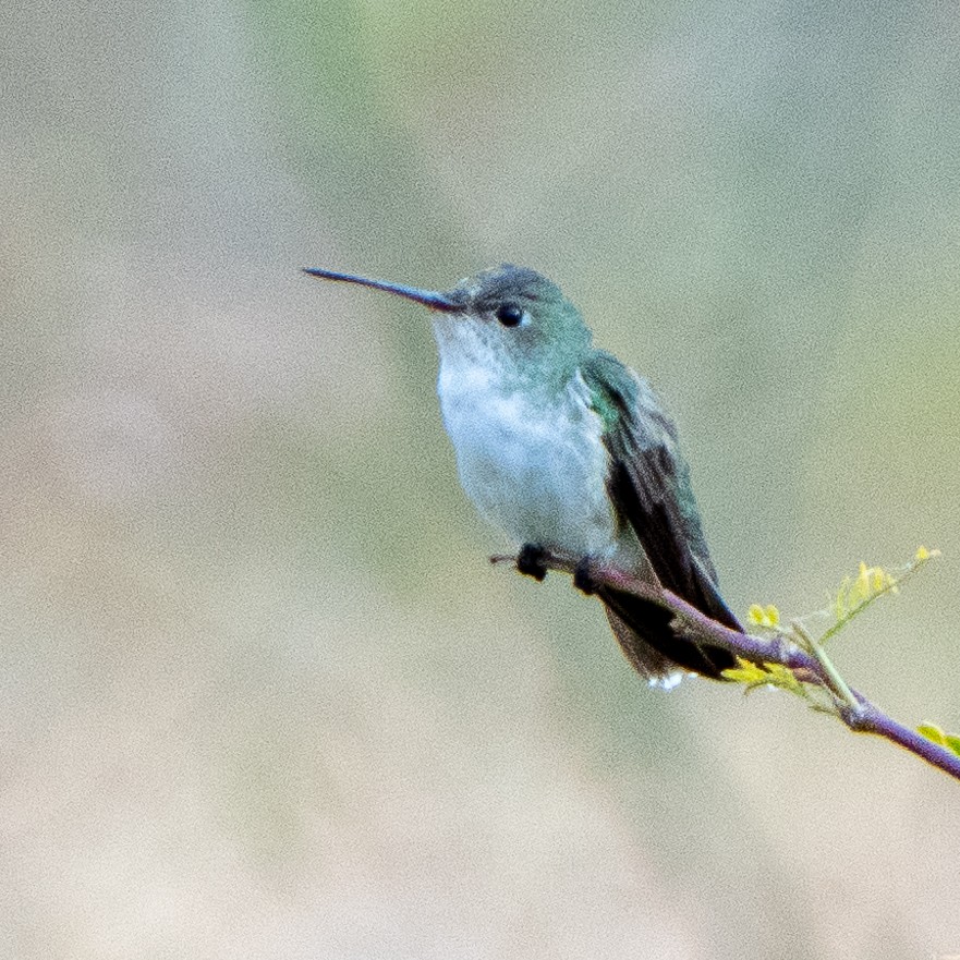 White-bellied Hummingbird - ML468501051