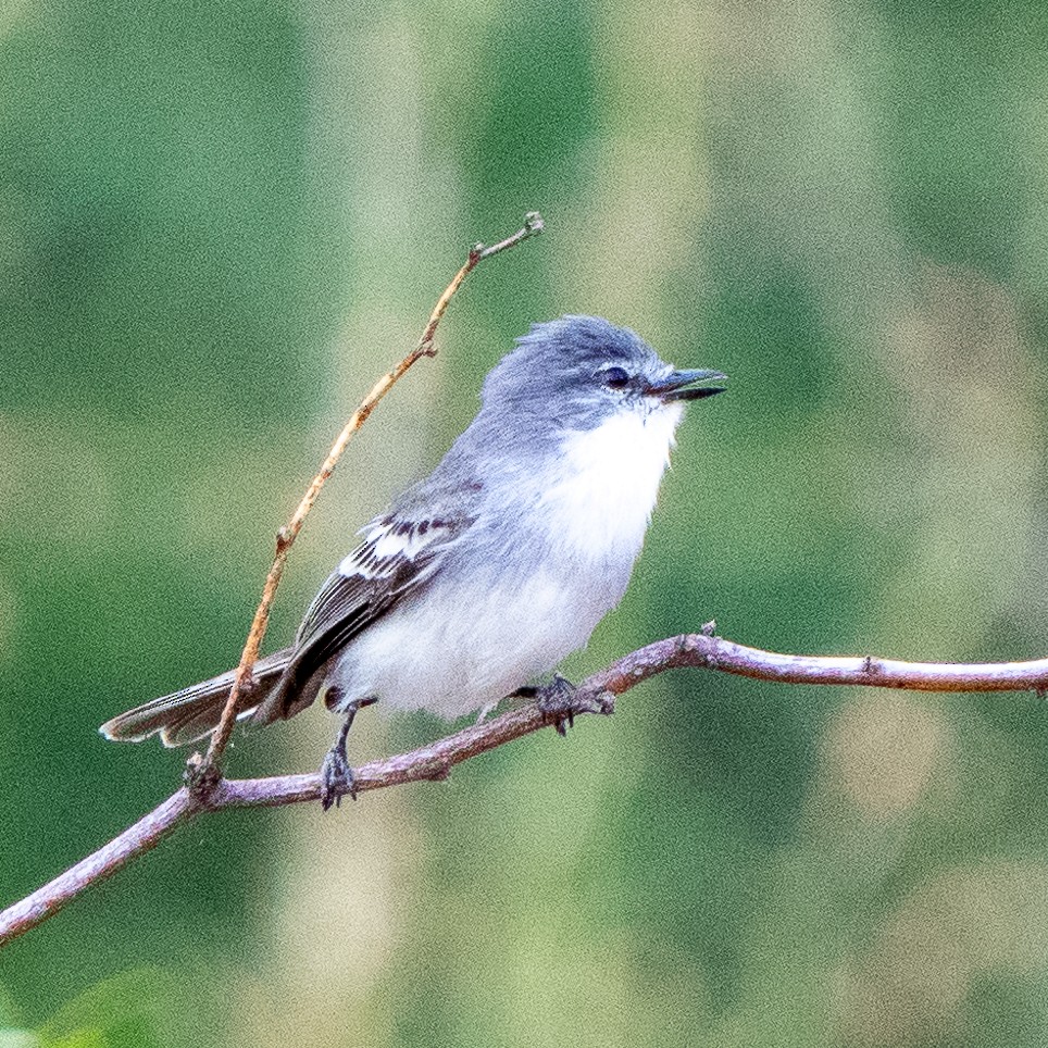 Weißscheitel-Kleintyrann (Weißbauch-Kleintyrann) - ML468501451