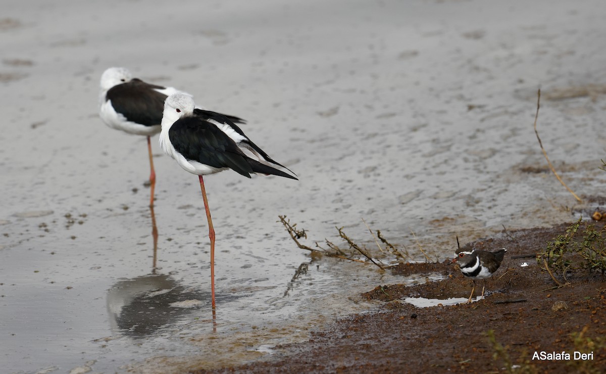 Three-banded Plover (African) - Fanis Theofanopoulos (ASalafa Deri)