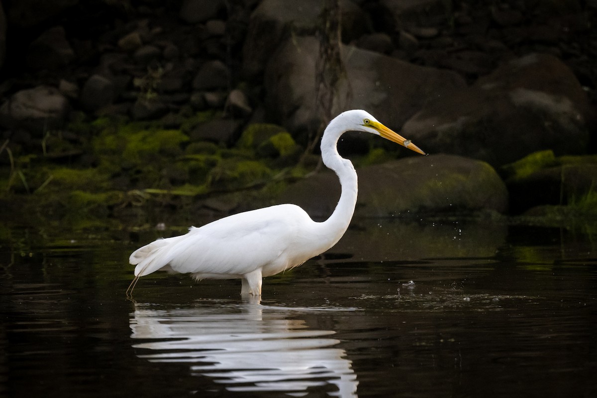 Great Egret - Jason Dain