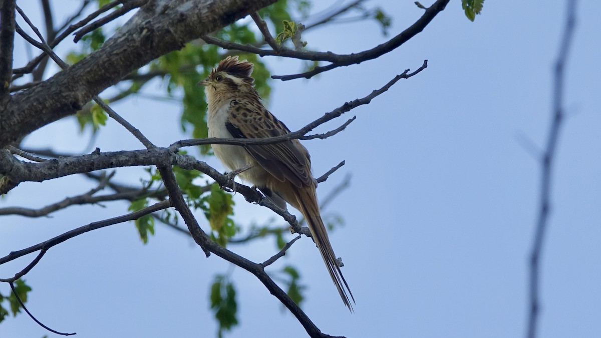 Striped Cuckoo - ML468505071