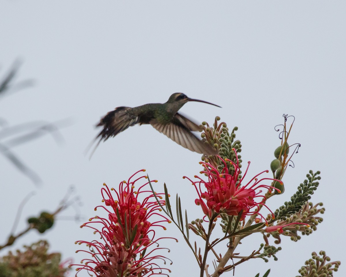 Long-tailed Hermit - ML468506881