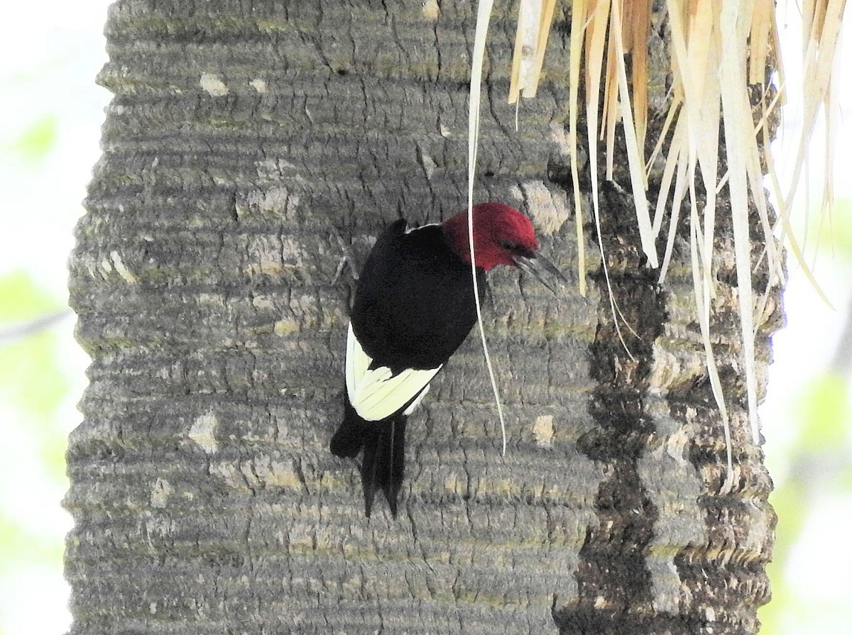 Red-headed Woodpecker - ML468507421