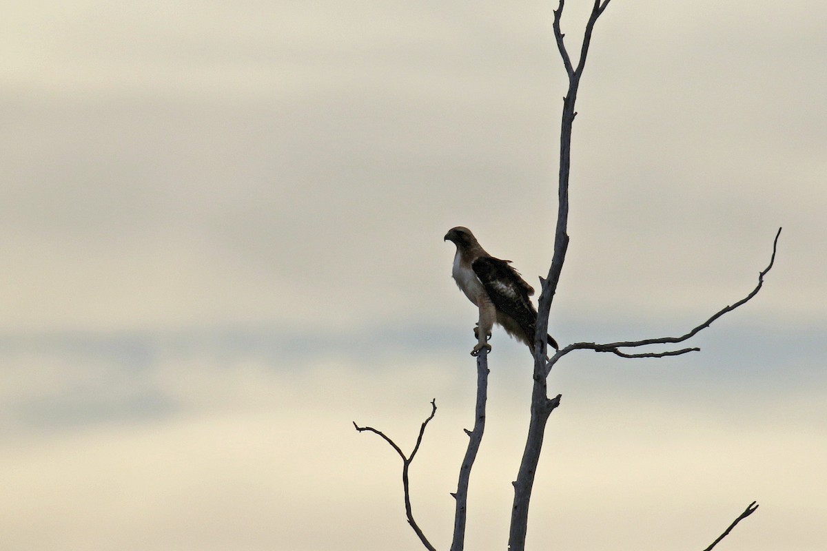 Red-tailed Hawk - ML468507611